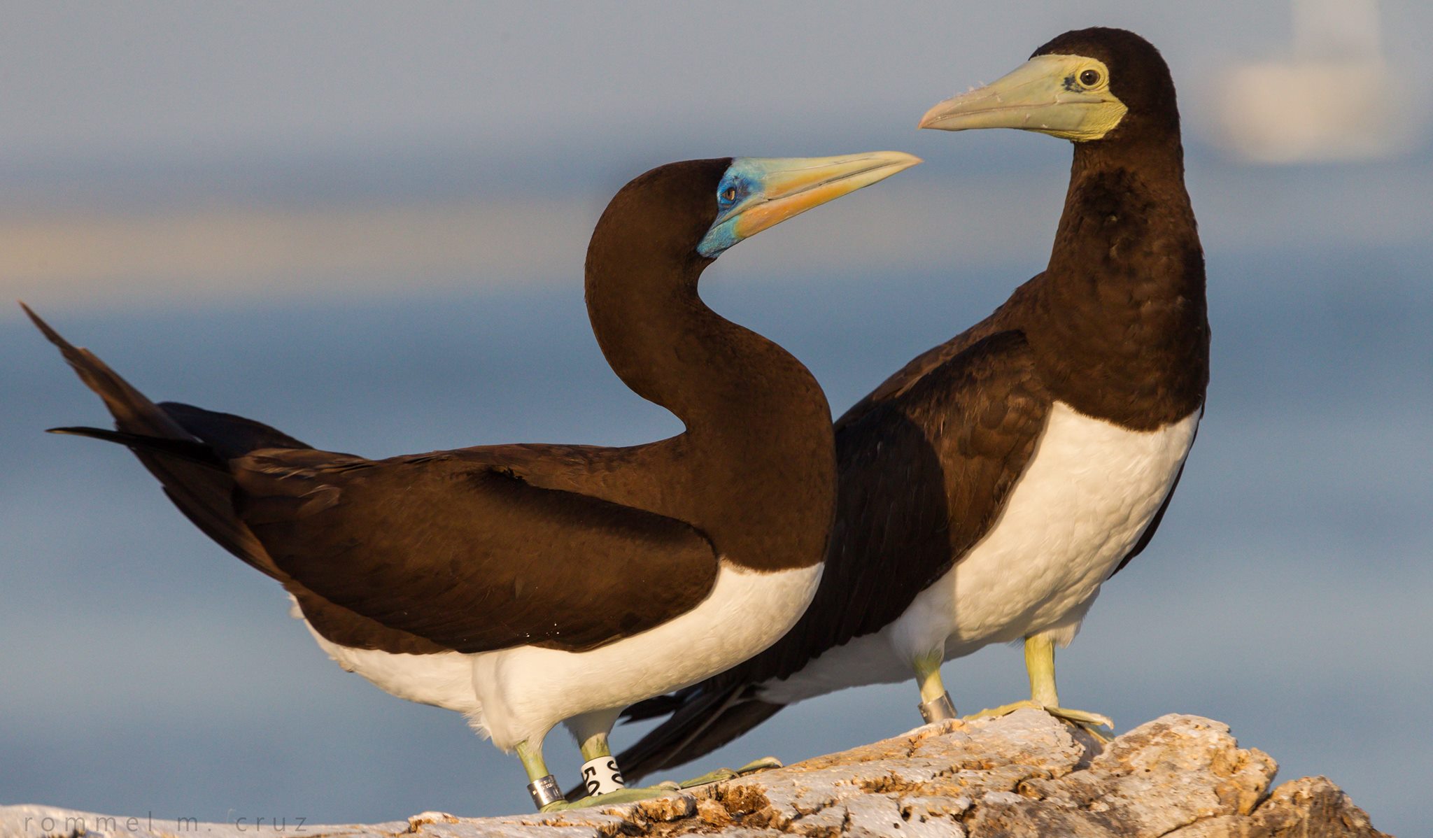 Sula leucogaster
