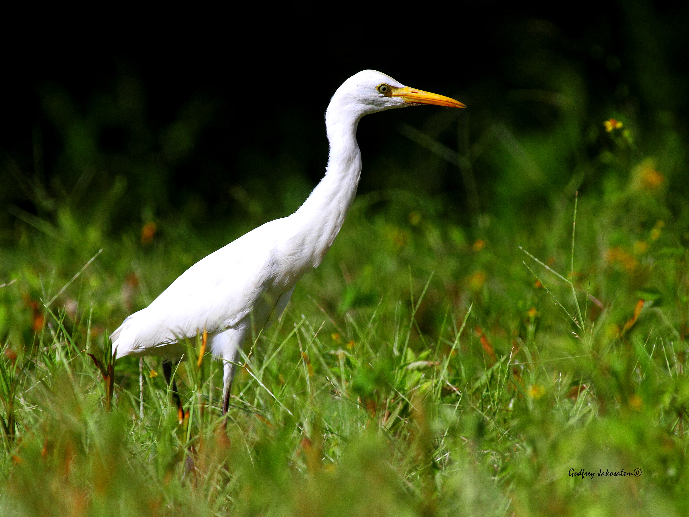 Bubulcus ibis