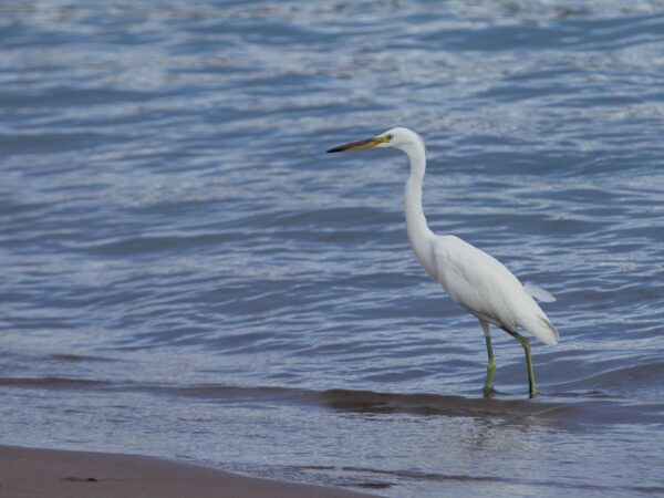 Egretta eulophotes