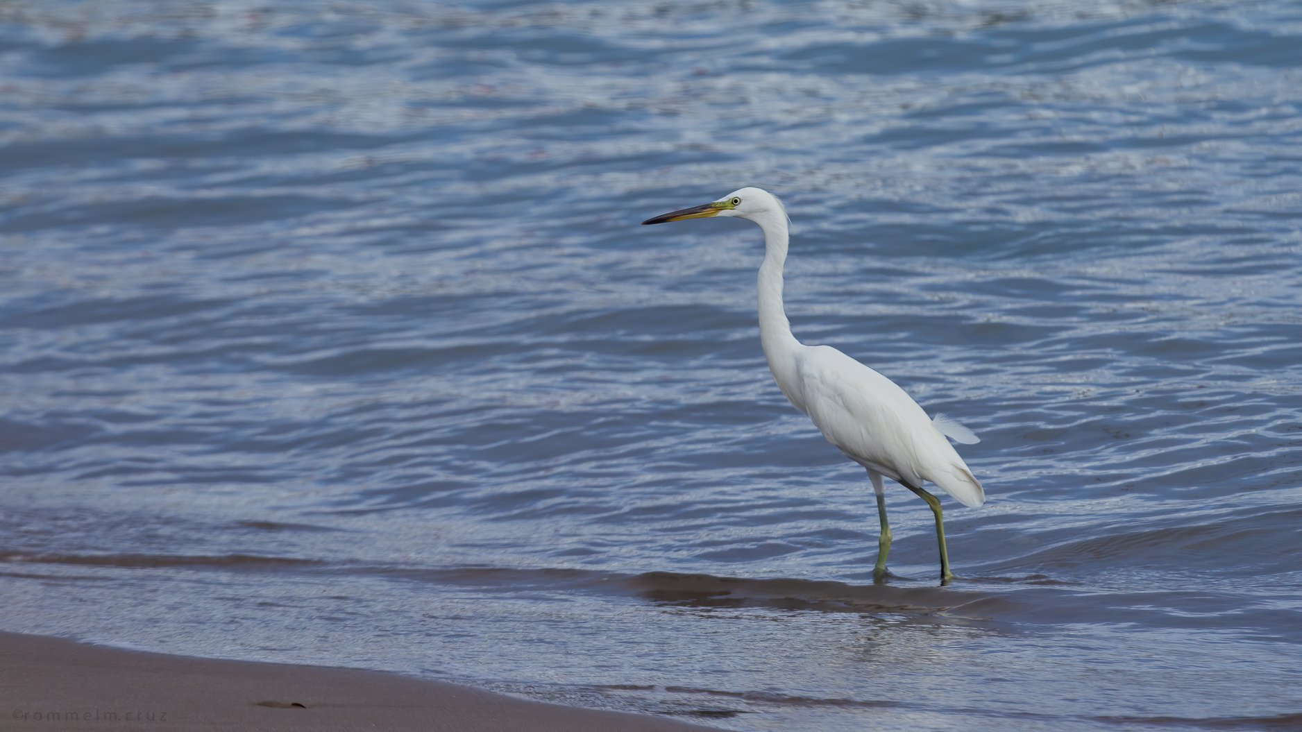 Egretta eulophotes