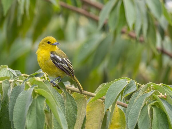 Aegithina tiphia