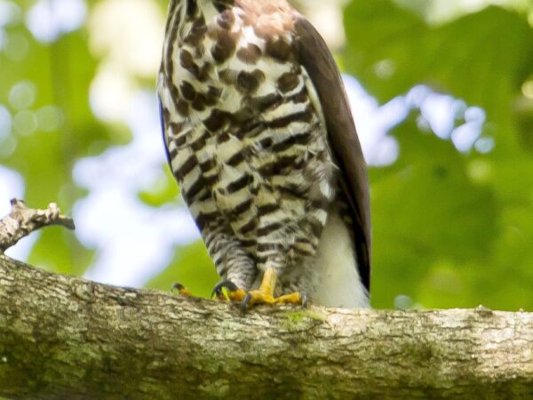 Accipiter trivirgatus