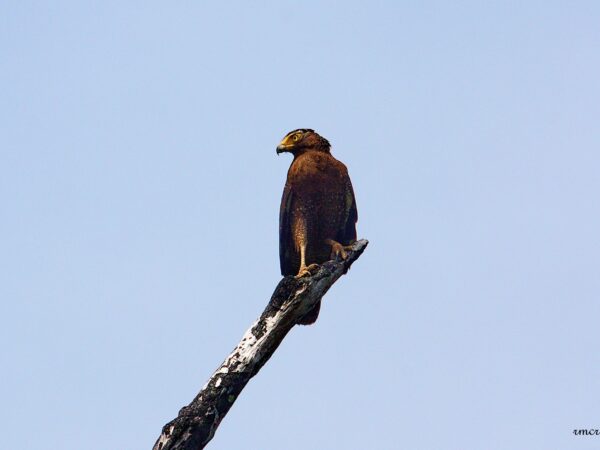 Spilornis cheela