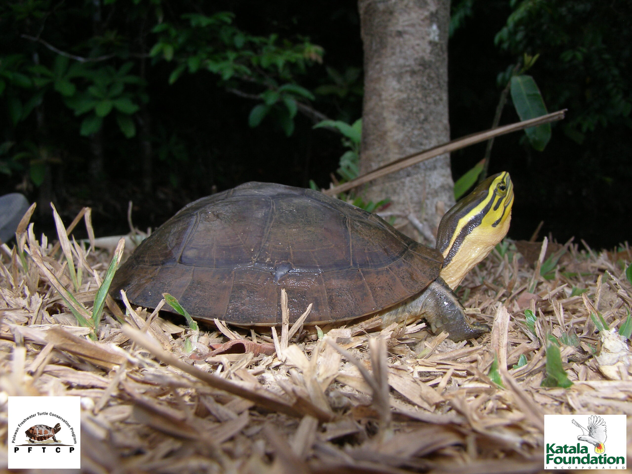 Coura amboinensis