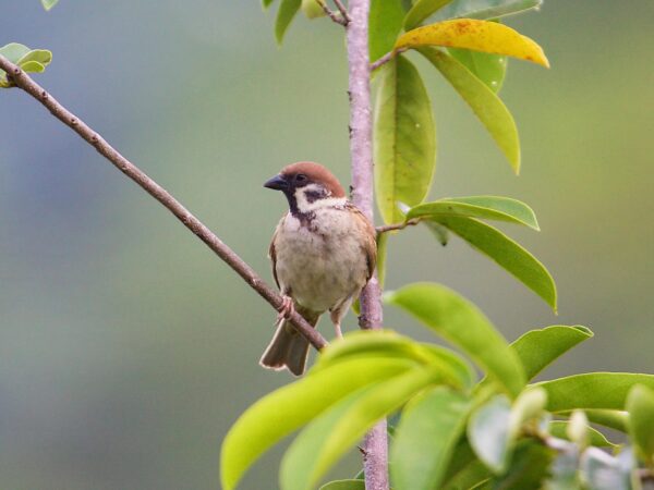 Passer montanus