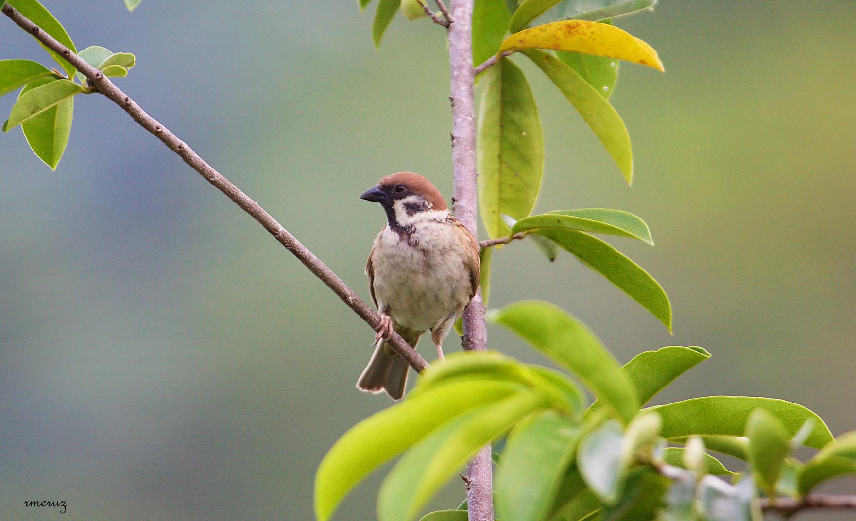 Passer montanus