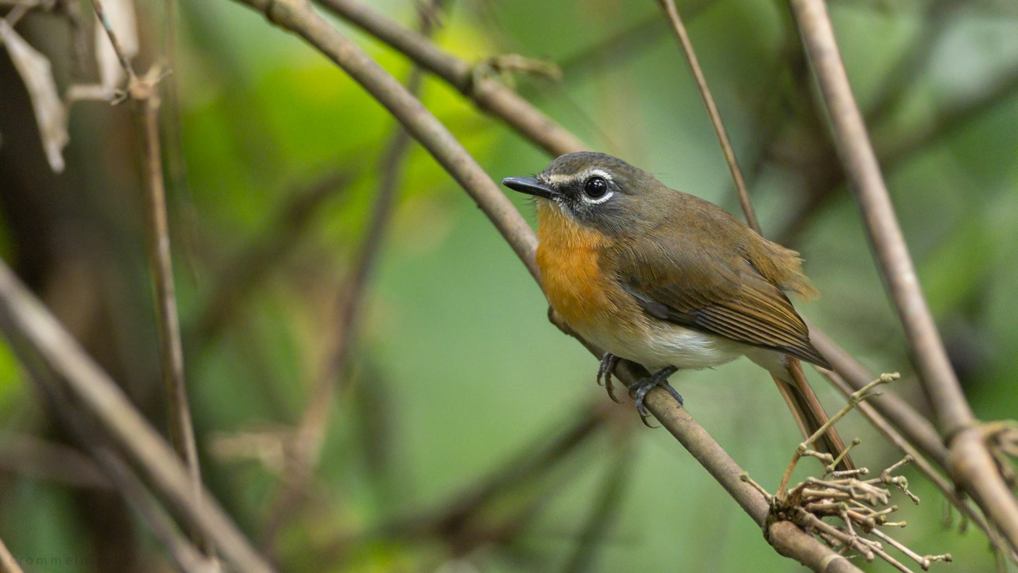 Cyornis lemprieri