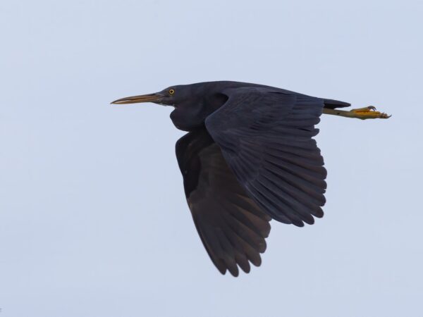 Egretta sacra