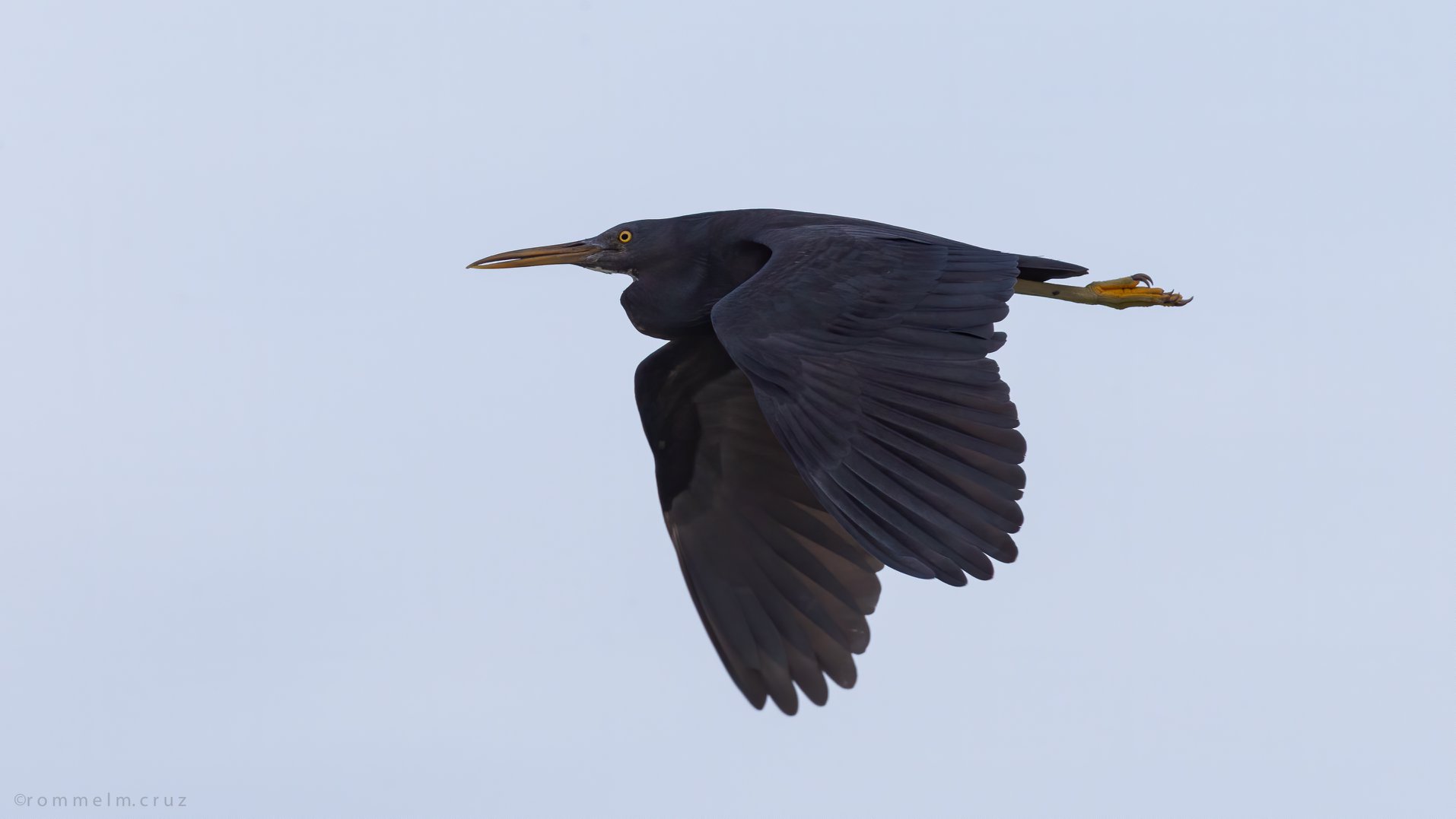 Egretta sacra