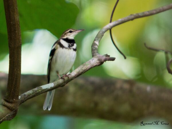 Dendronanthus indicus