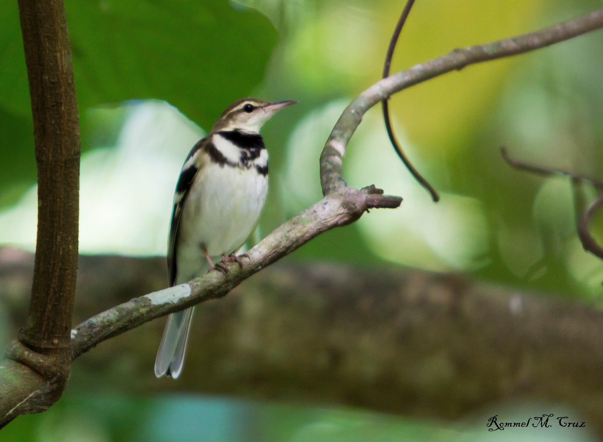 Dendronanthus indicus