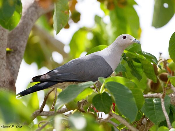 Ducula pickeringii