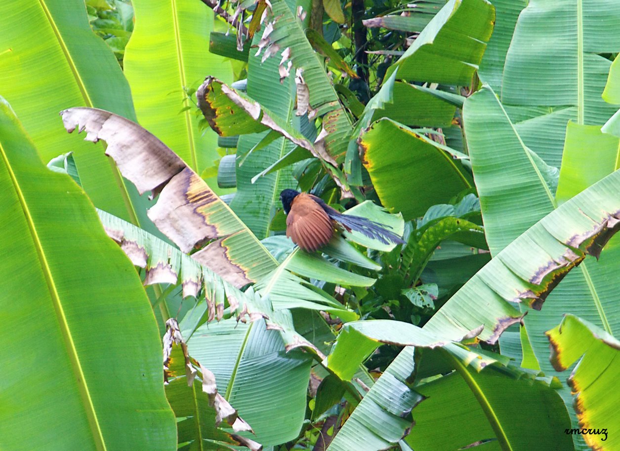 Centropus sinensis