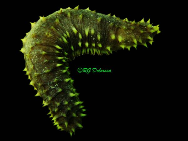 Holothuria (Thymiosycia) hilla
