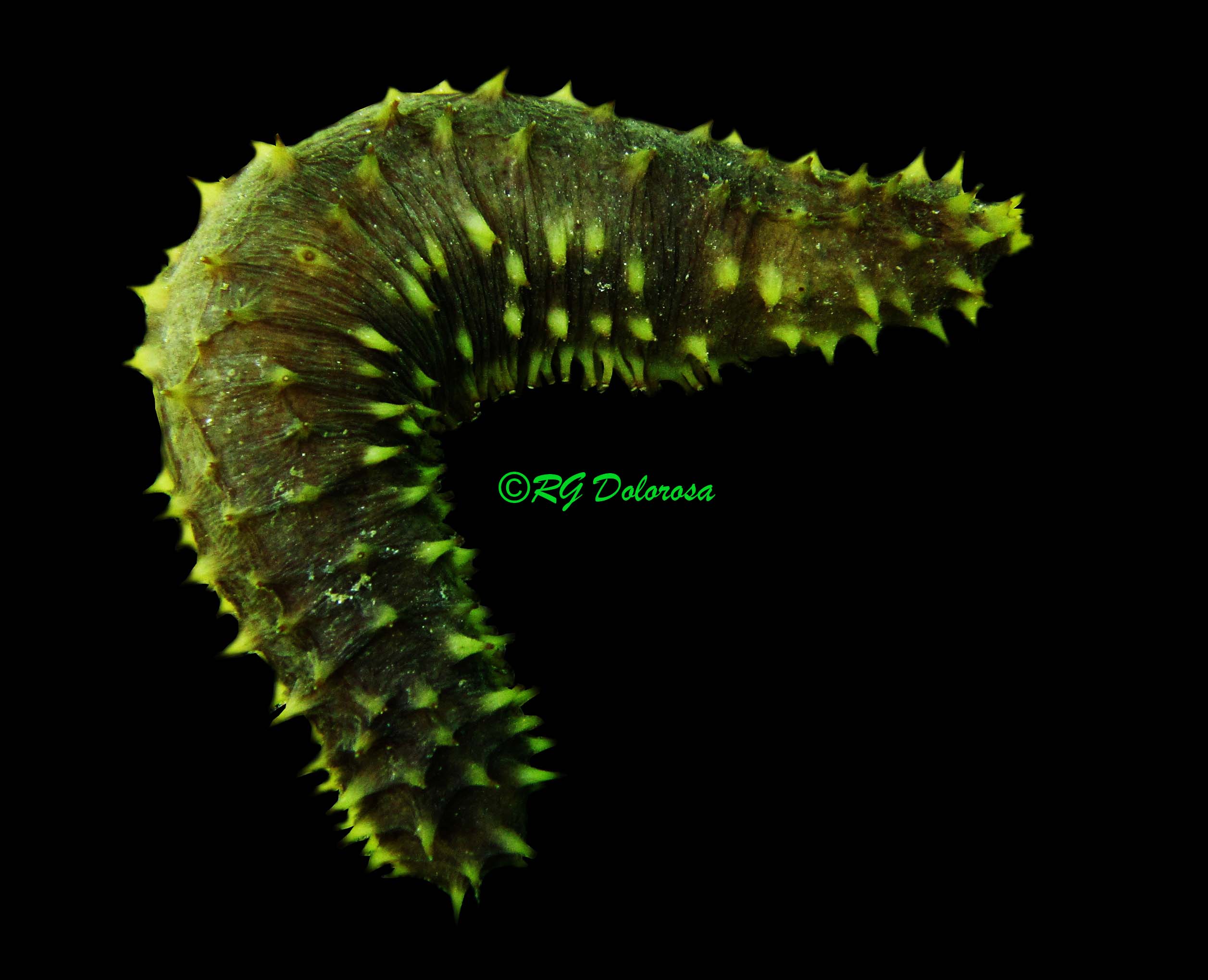 Holothuria (Thymiosycia) hilla