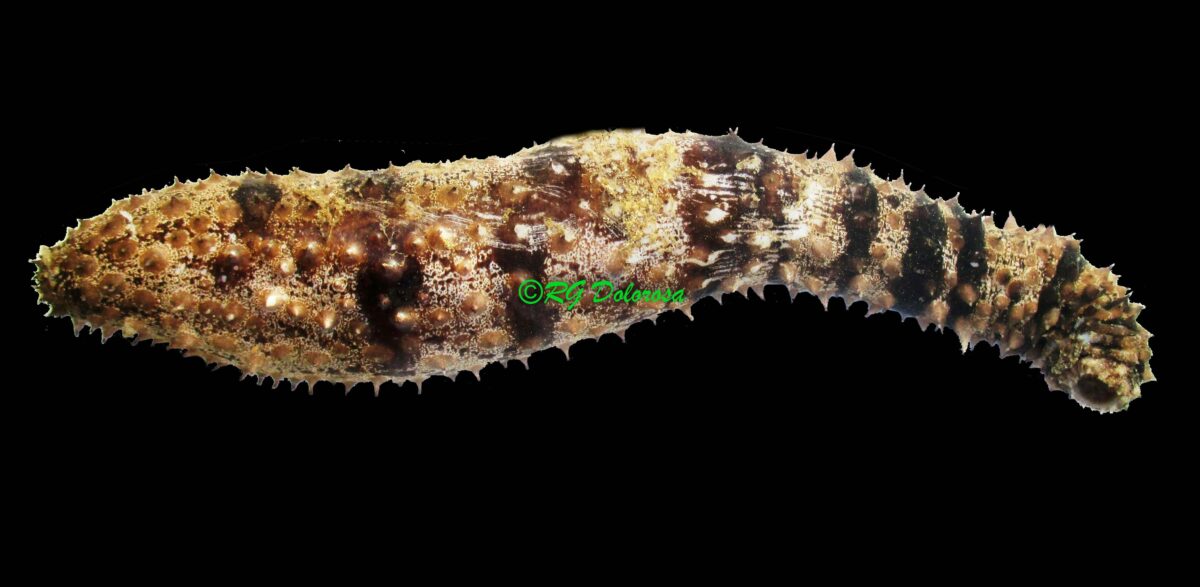 Holothuria  impatiens