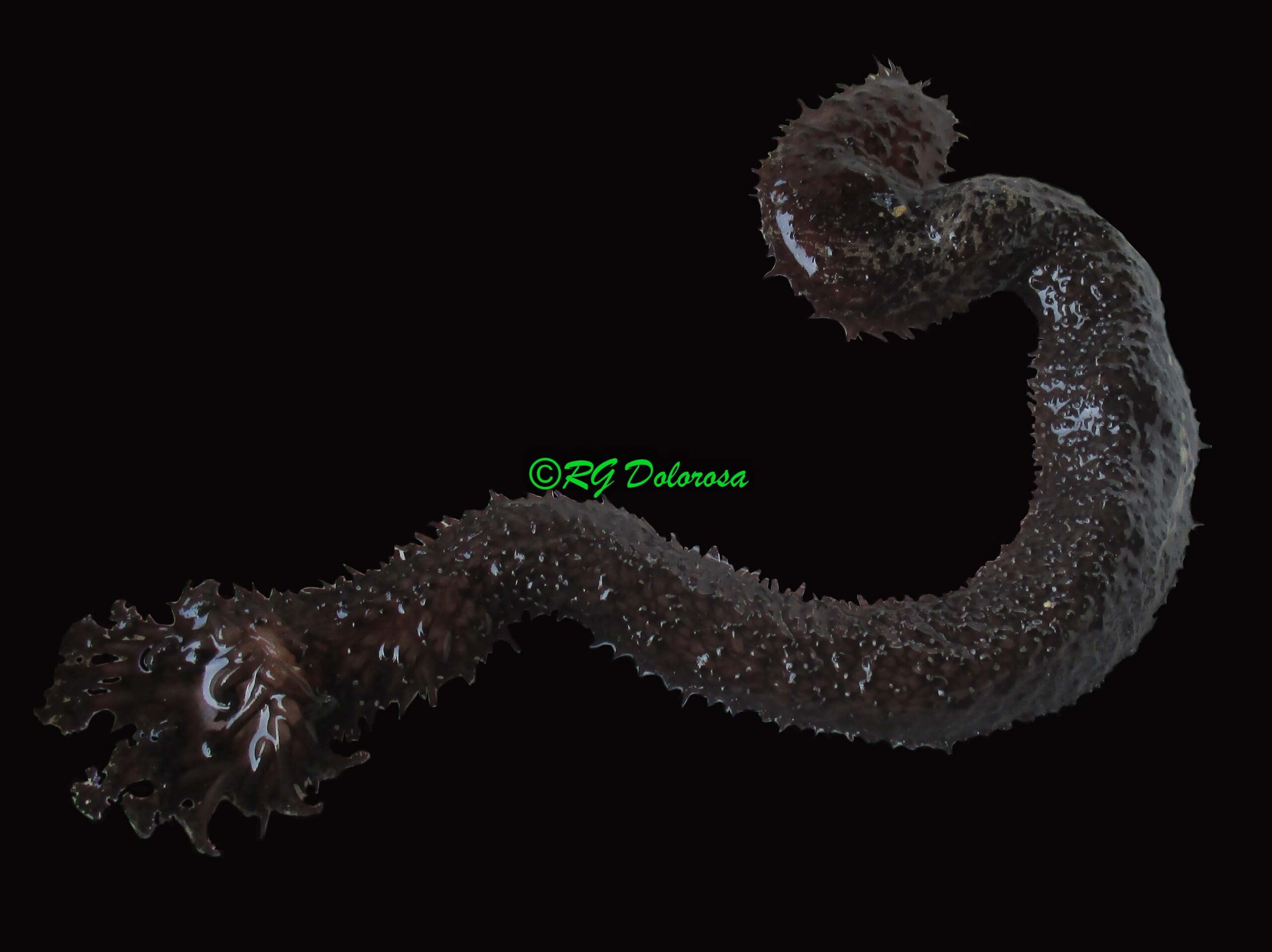 Holothuria leucospilota
