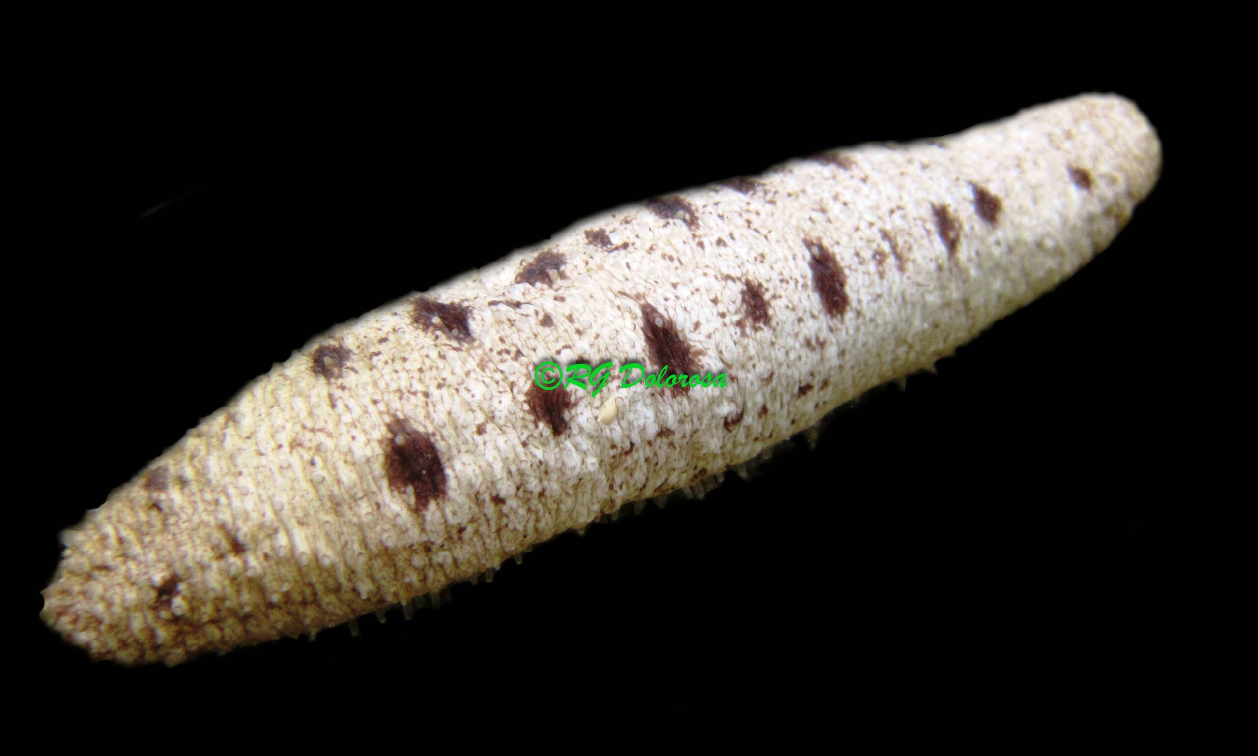 Holothuria rigida