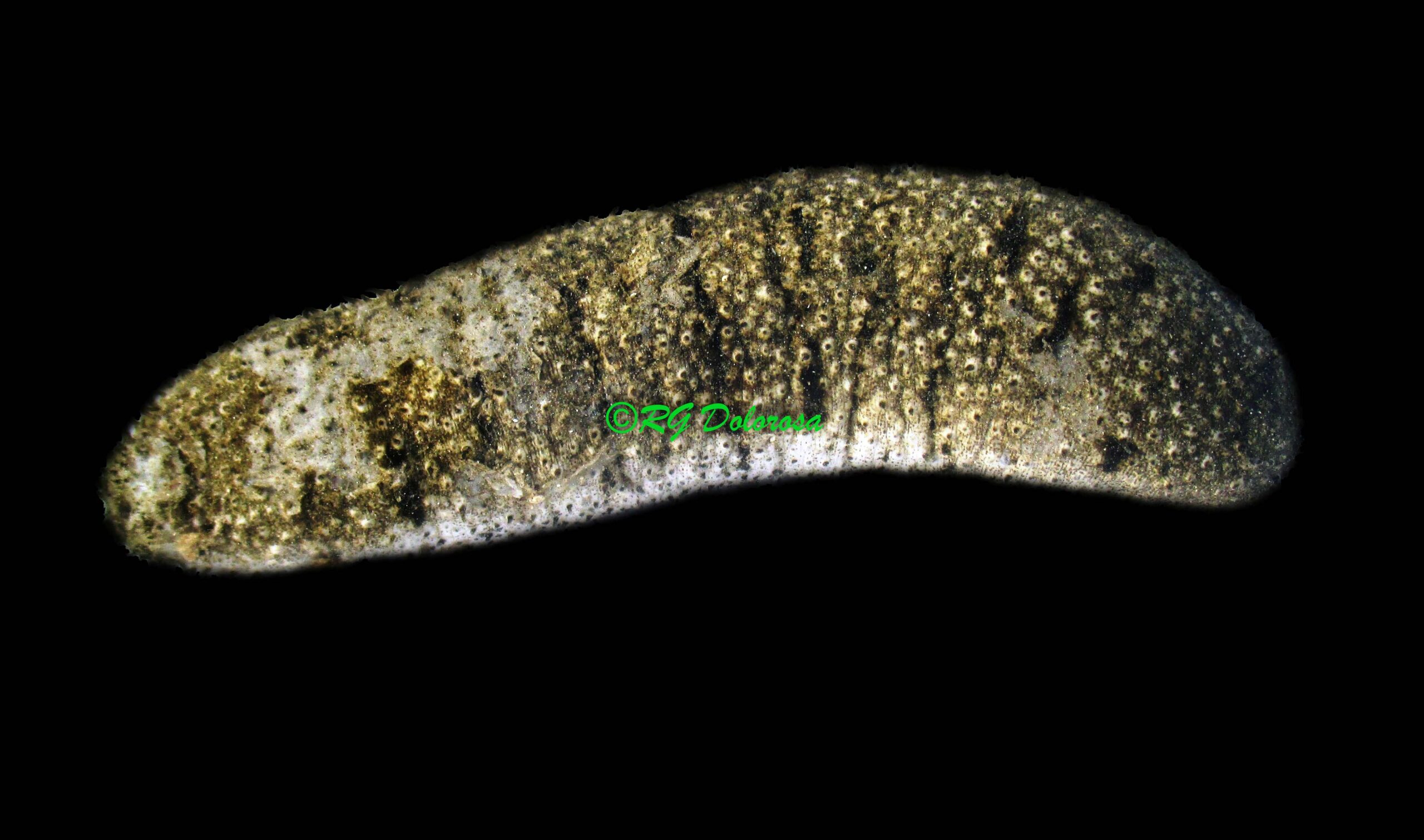 Holothuria scabra