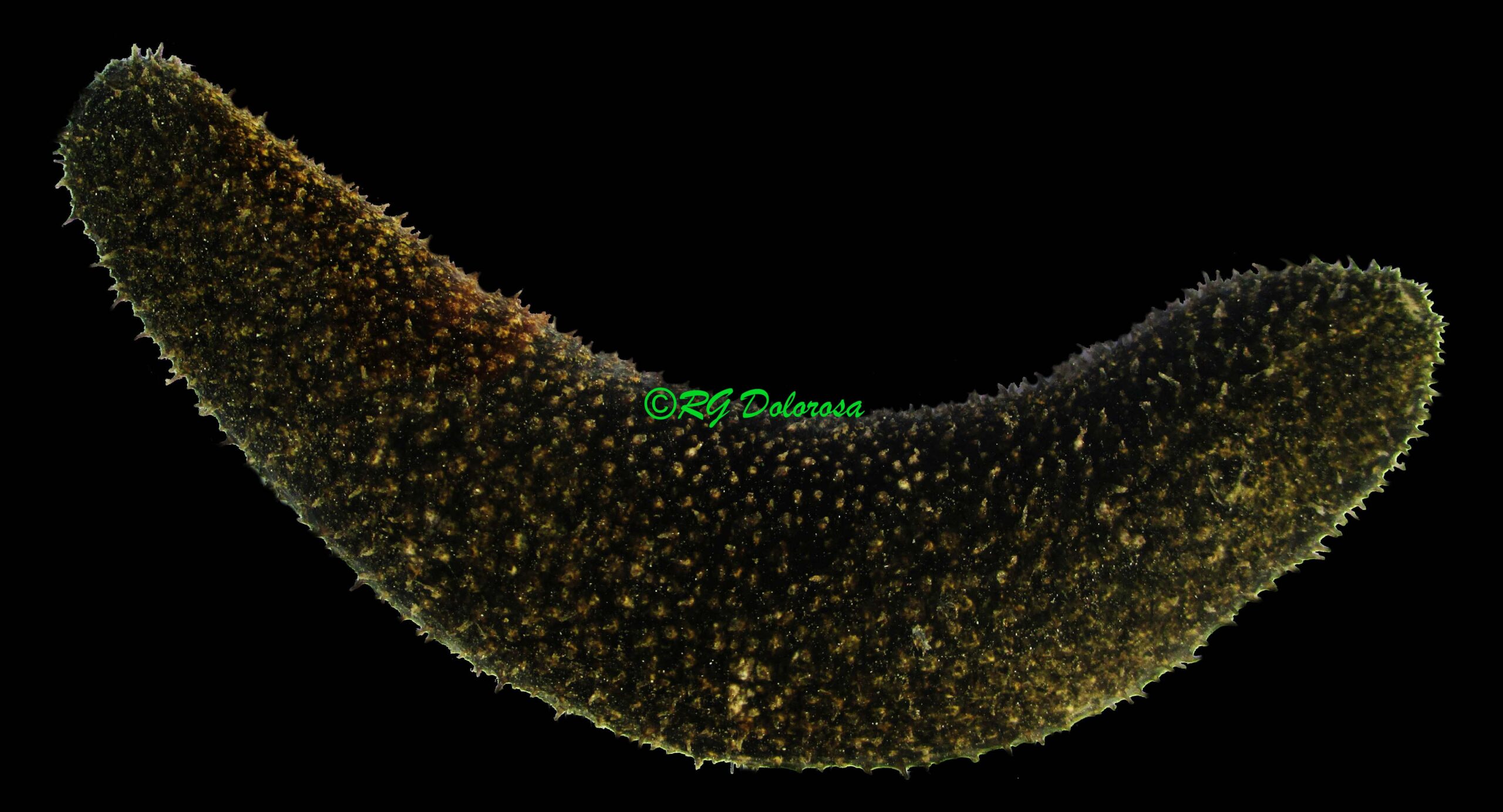 Holothuria sp.