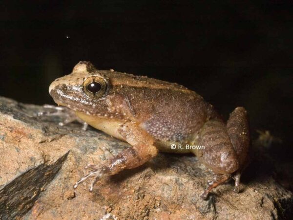 Limnonectes palavanensis