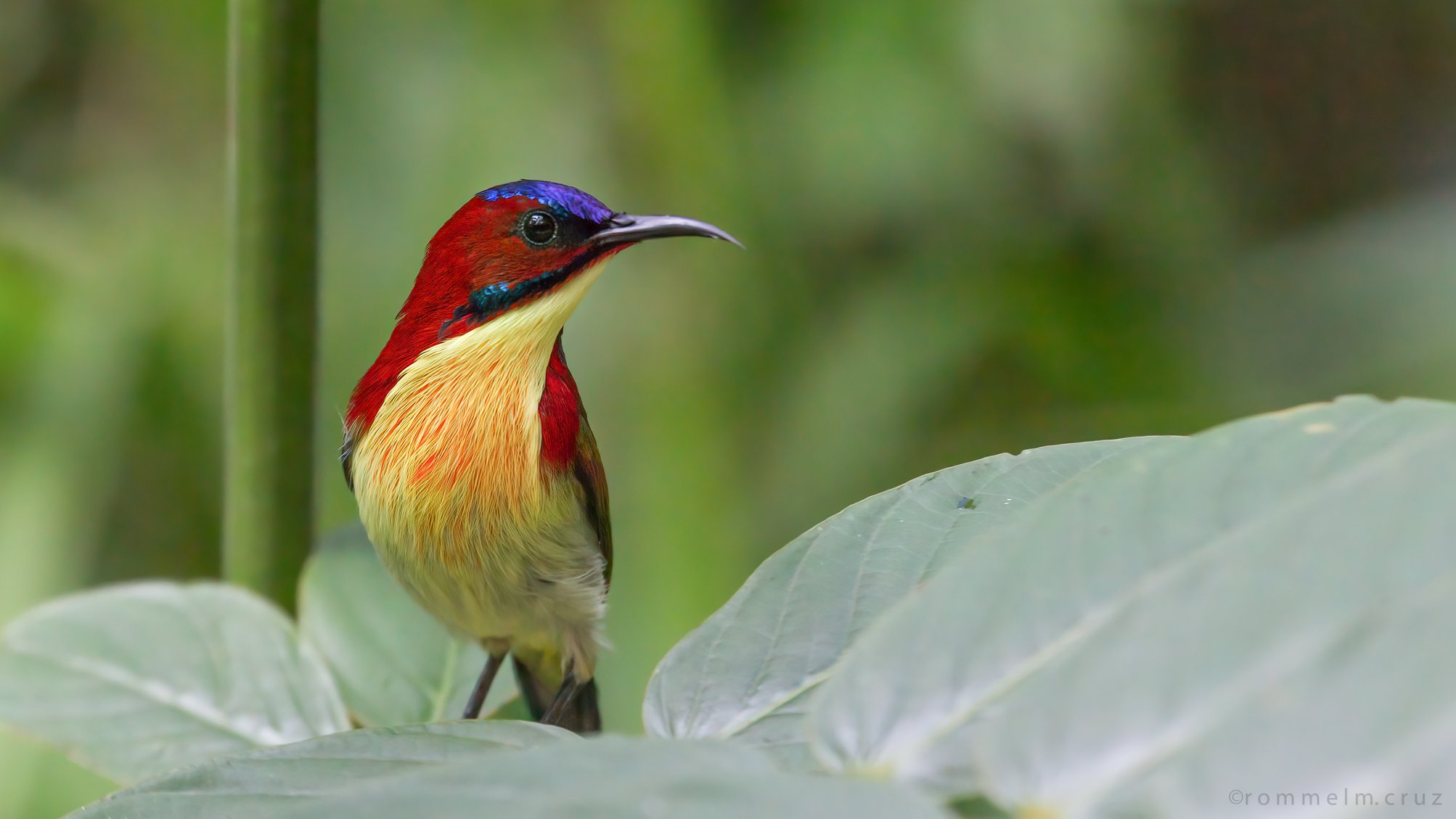 Aethopyga shelleyi
