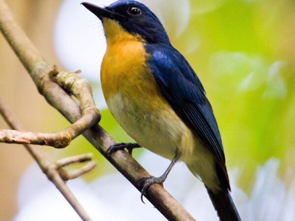 Cyornis rufigastra