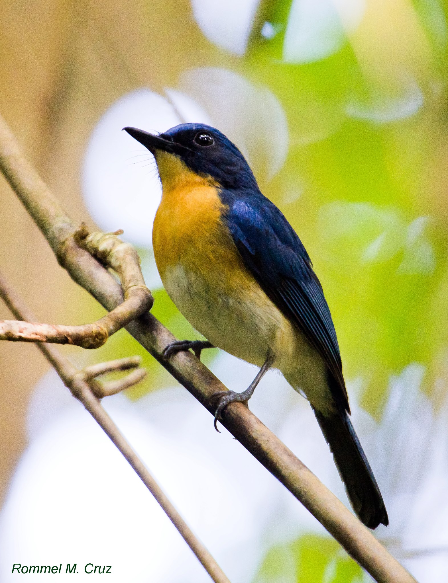 Cyornis rufigastra