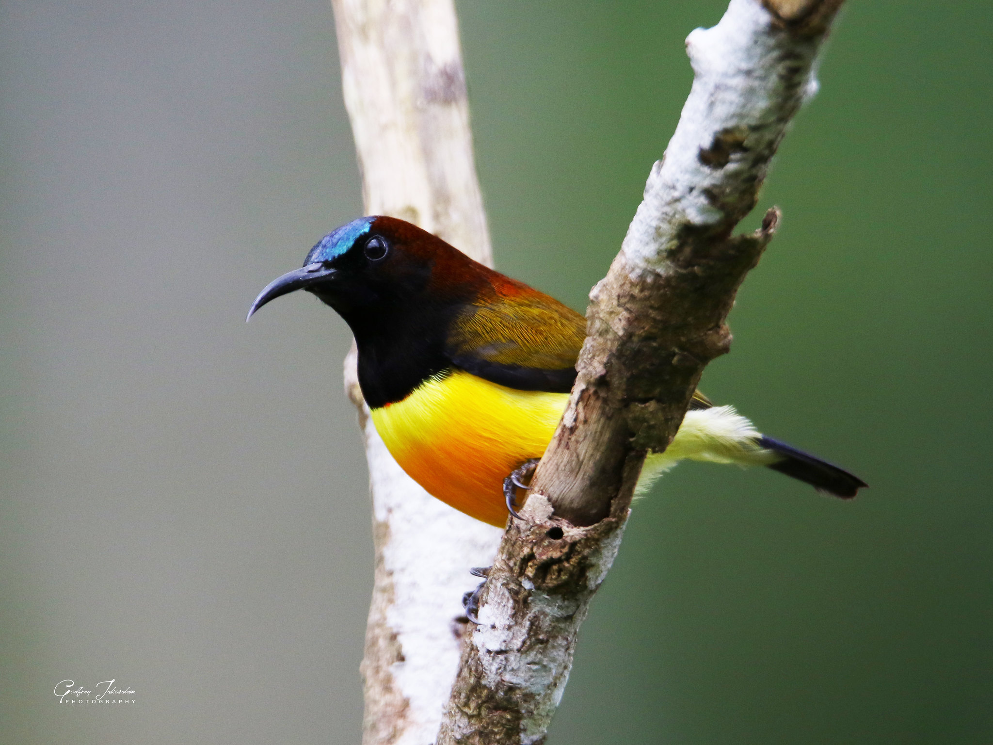 Aethopyga guimarasensis