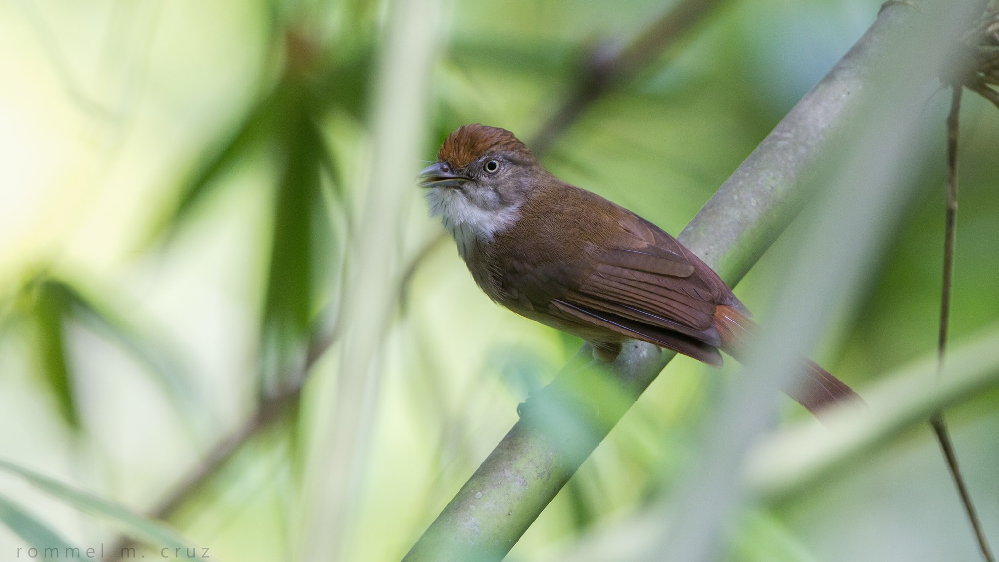 Malacopteron palawanense