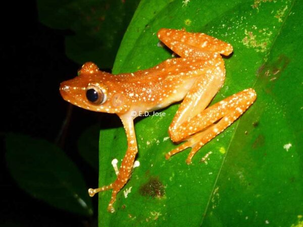 Nyctixalus pictus