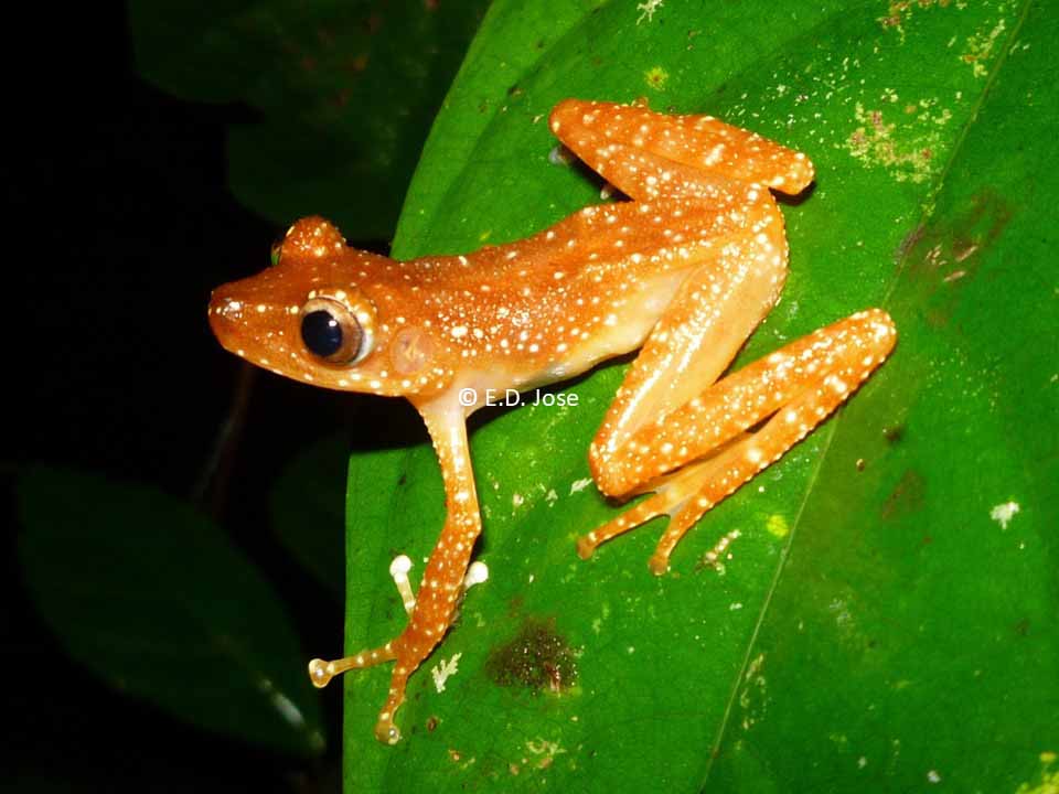 Nyctixalus pictus