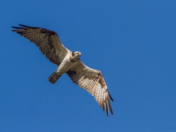 Pandion haliaetus