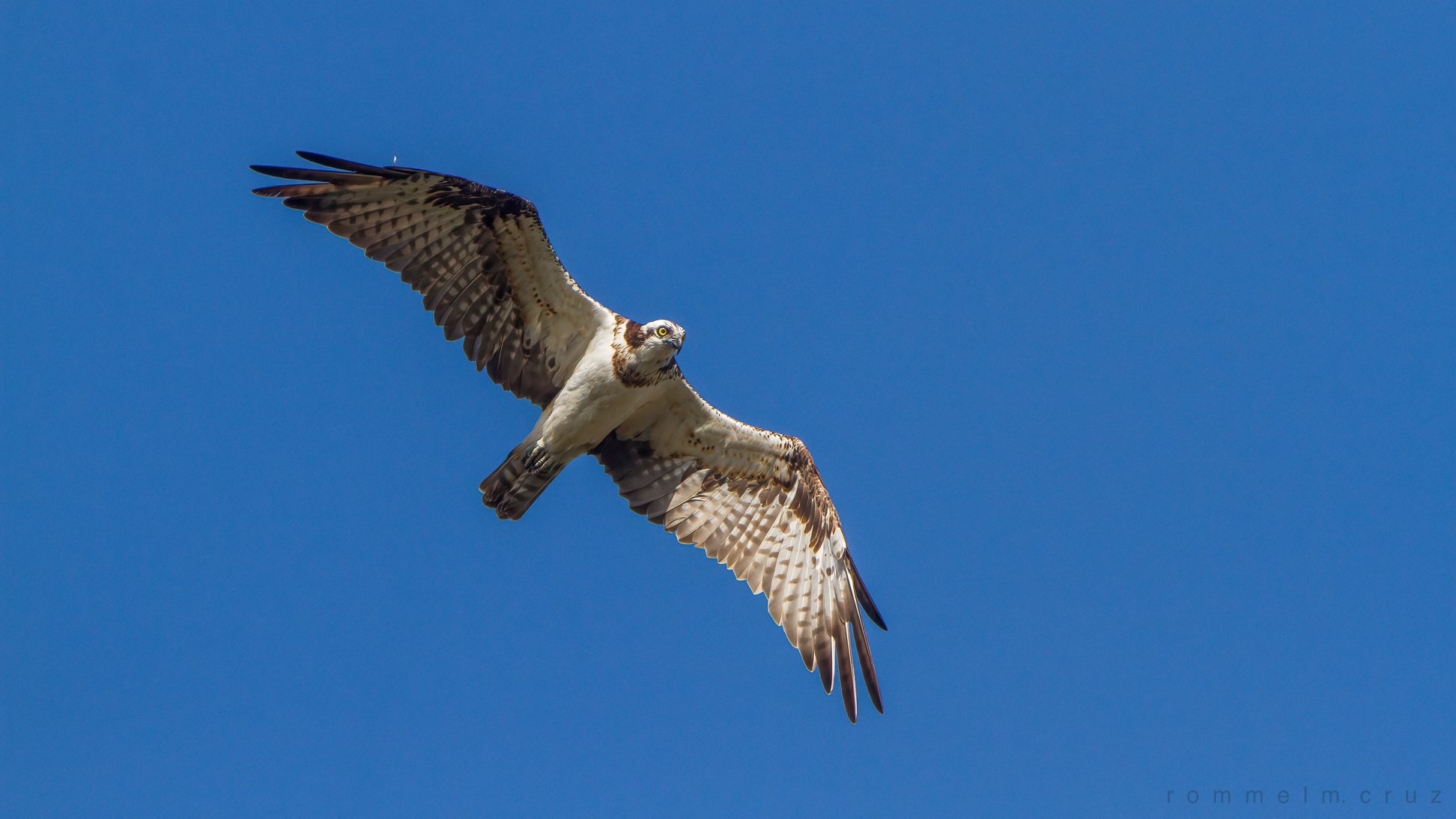 Pandion haliaetus