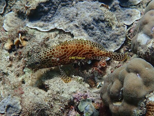 Epinephelus merra