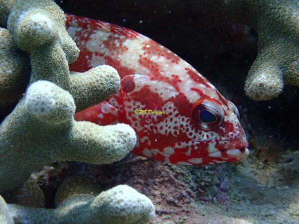 Cephalopholis urodeta