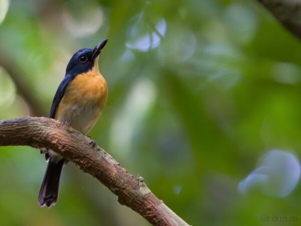 Cyornis lemprieri
