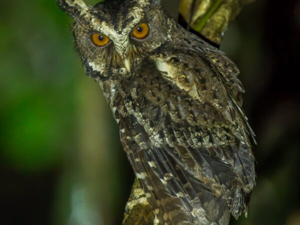 Otus fuliginosus