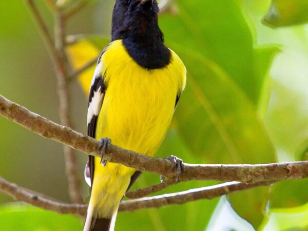 Parus amabilis