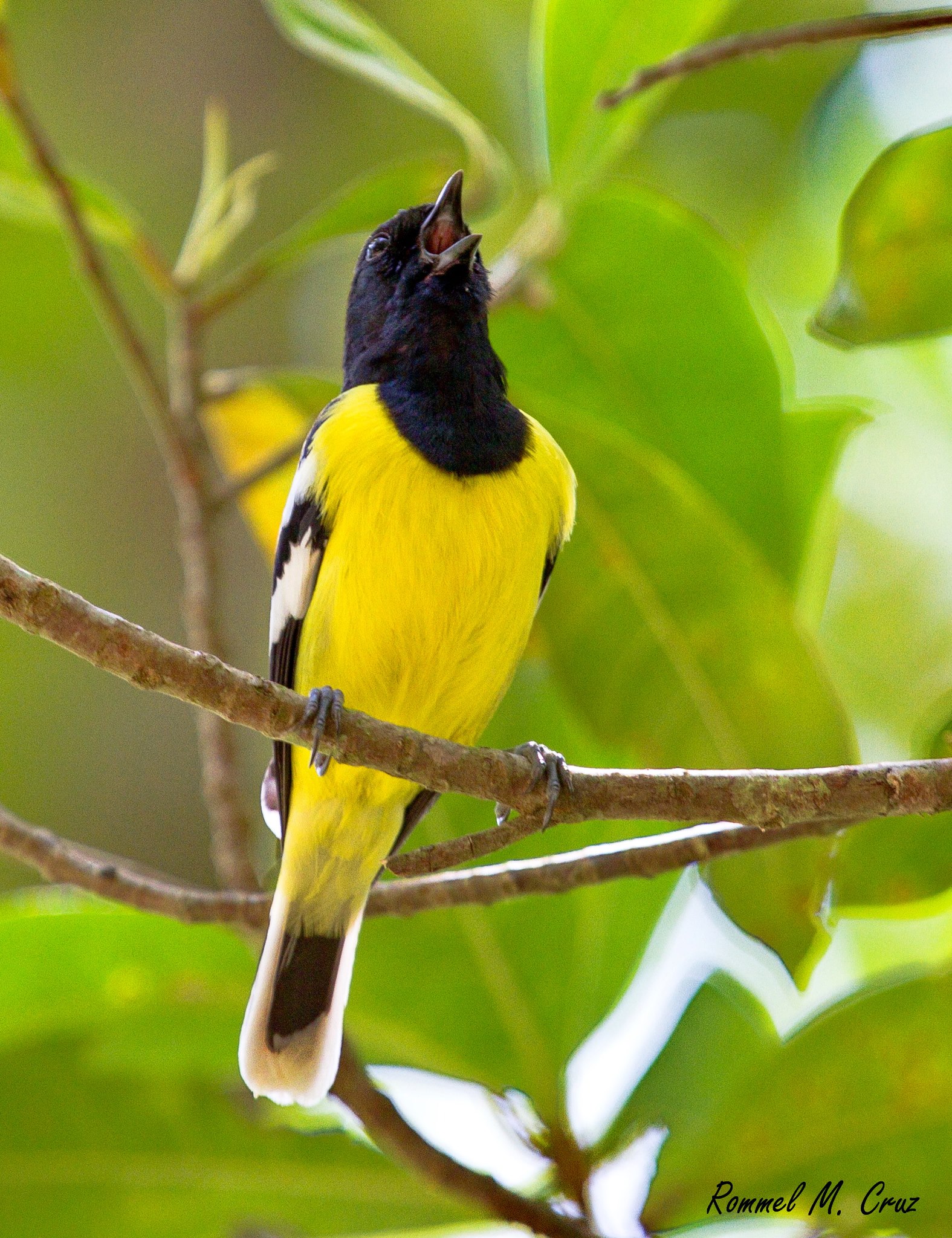 Parus amabilis