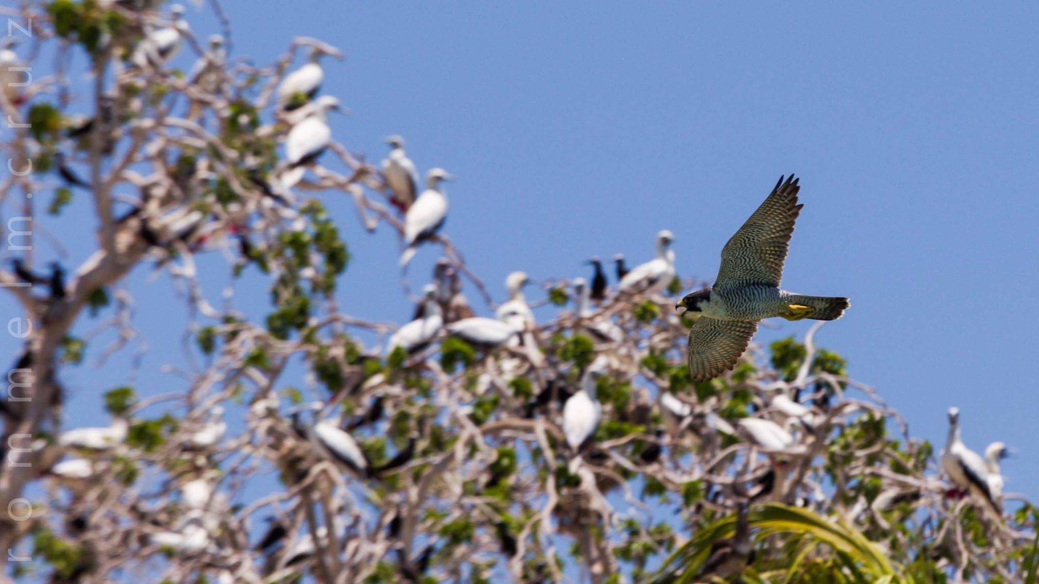 Falco peregrinus