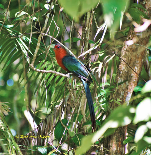 Phaenicophaeus curvirostris