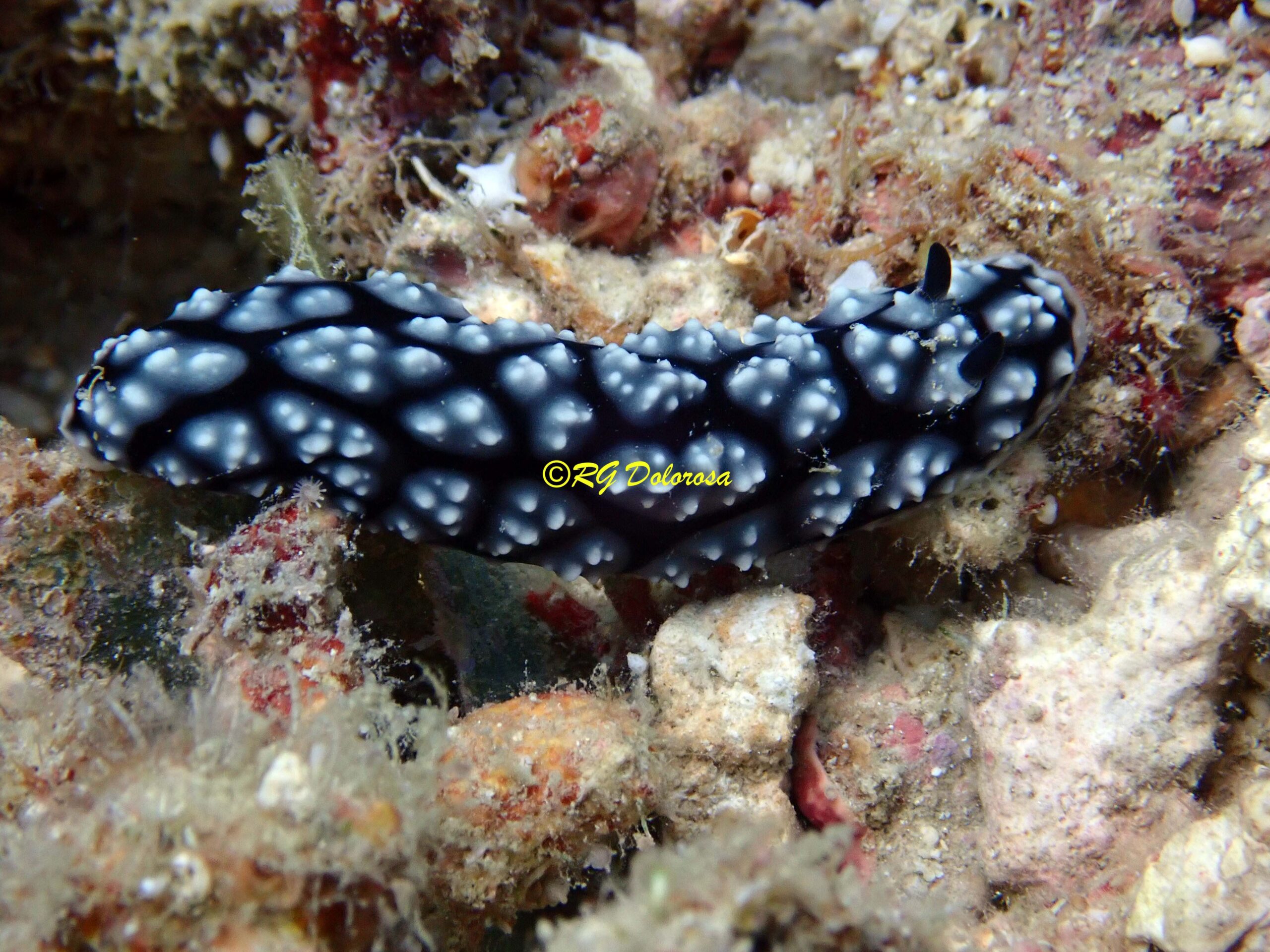 Phyllidiella pustulosa