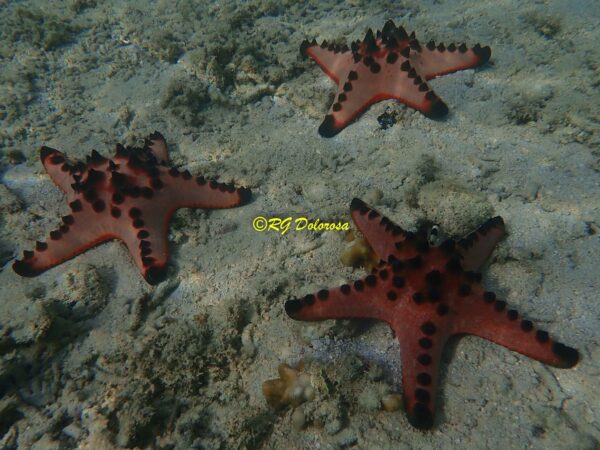 Protoreaster nodosus