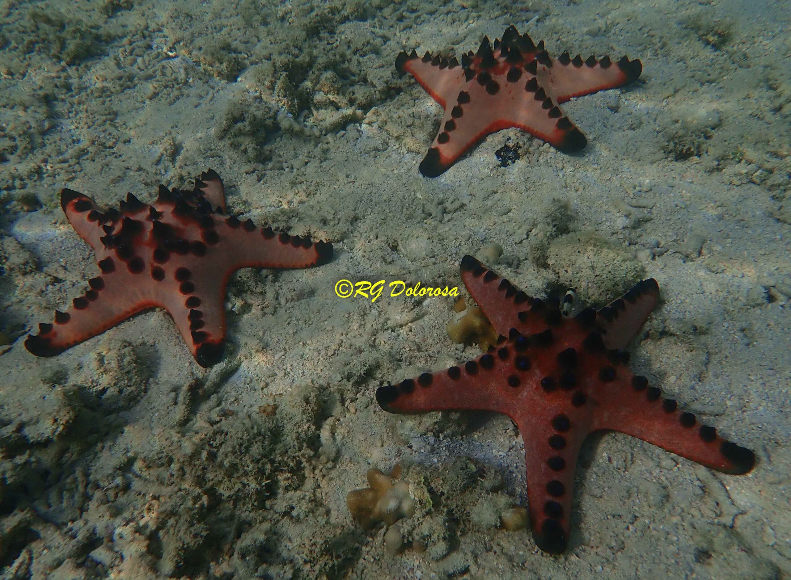 Protoreaster nodosus