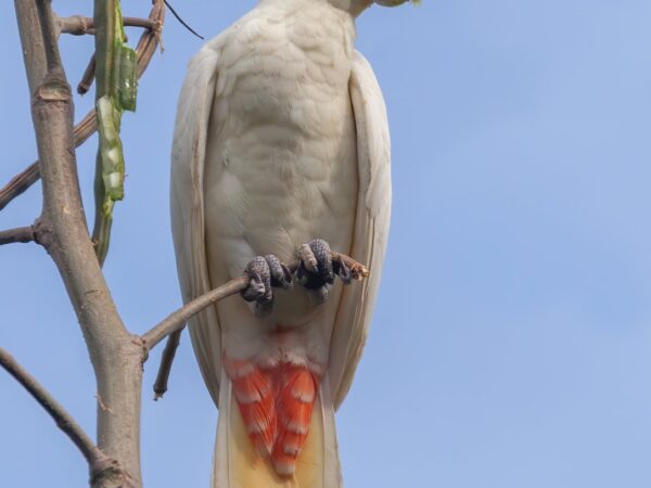 Cacatua haematuropygia