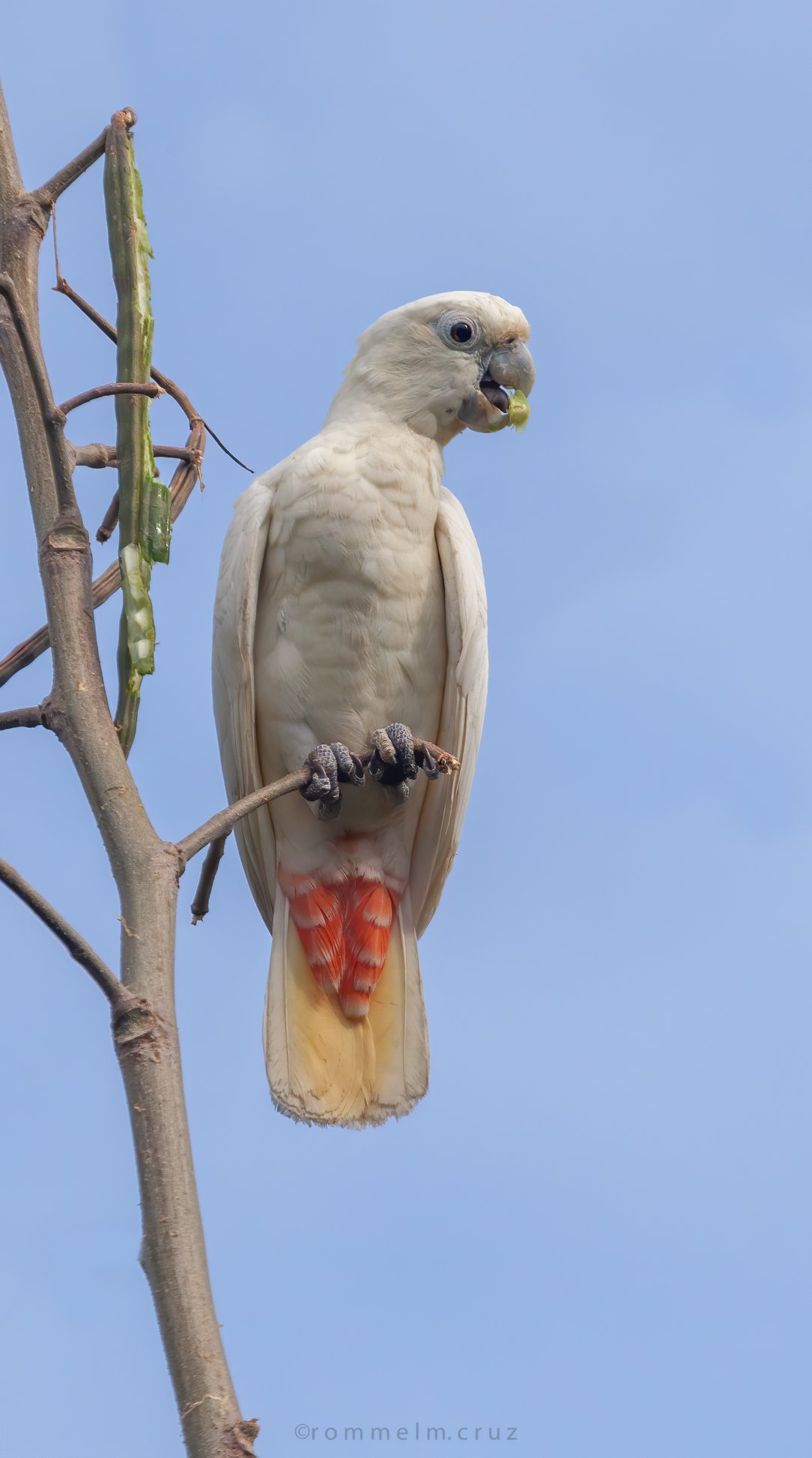 Cacatua haematuropygia