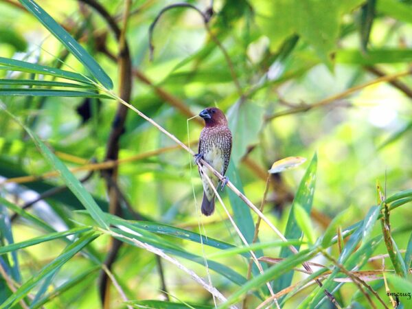 Lonchura punctulata