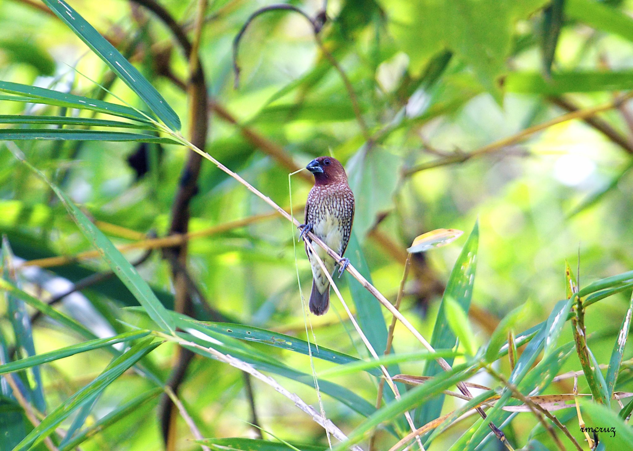 Lonchura punctulata
