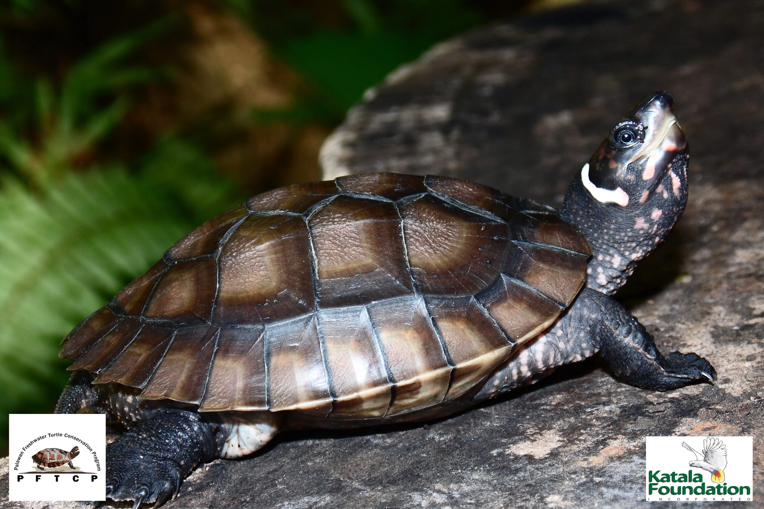 Siebenrockiella leytensis